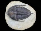 Bargain, Zlichovaspis Trilobite - Atchana, Morocco #68669-3